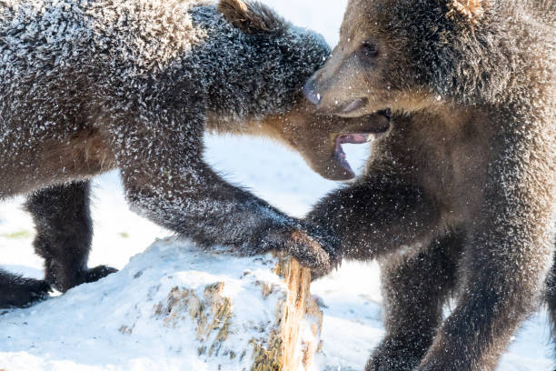 istock Little brown bear(s) playing and fighting in snow 666640220