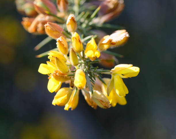 istock Calicotome spinosa, thorny broom or spiny broom 666640822