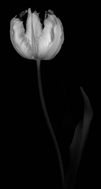 istock Monochrome Tulip isolated on black 666640928