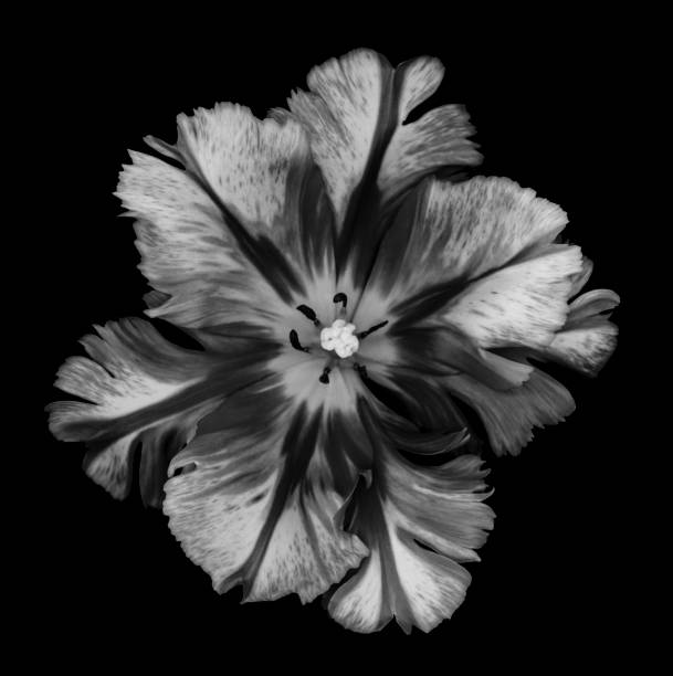 istock Monochrome parrot tulip on a black background 666641284