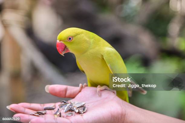 Parrot Eating Feeds Stock Photo - Download Image Now - Bird, Hand, Yellow
