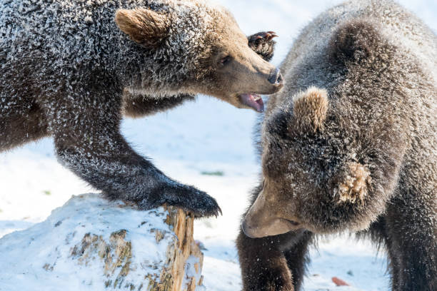 istock Little brown bear(s) playing and fighting in snow 666647734