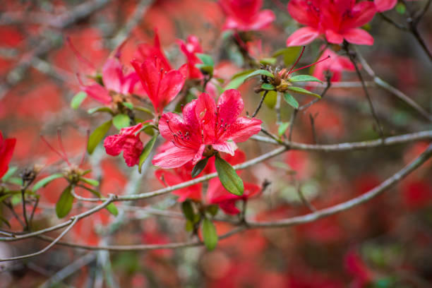 istock Beautiful  rhododendron flowers 666650742