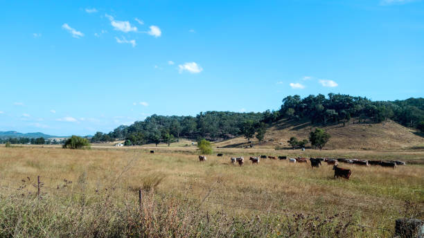 istock Cows on a bush in Australia 666651244