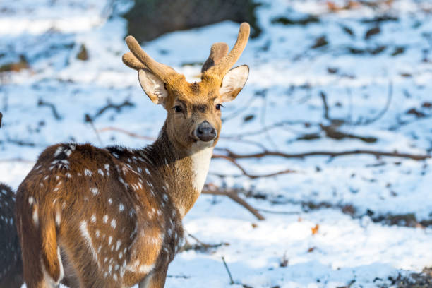 istock Sika deer with blurry backgound in forrest in winter 666651640