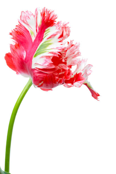 istock red and white parrot tulip 666654220