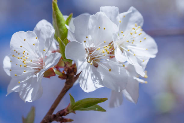 istock spring flowers of apricot tree 666656232