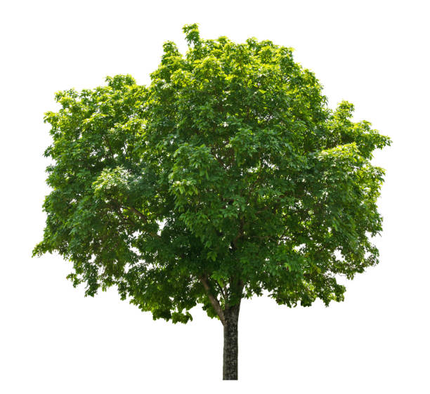 duży izolat liści zielonych drzew na białym tle - linden tree zdjęcia i obrazy z banku zdjęć