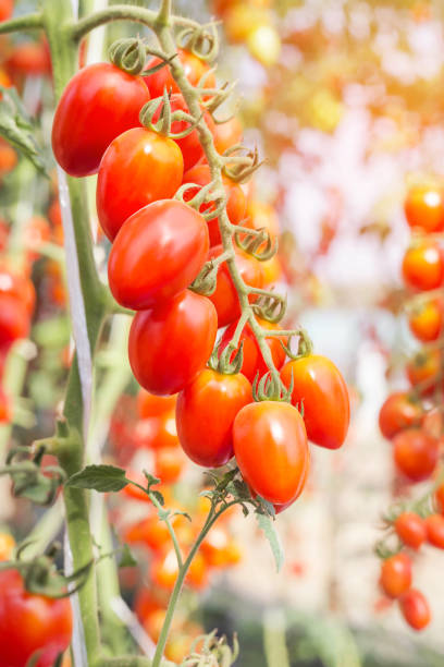 istock red tomatoes hanging in garden 666657920