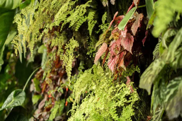 Photo of Layer of Ghost fern in Green house, Singapore