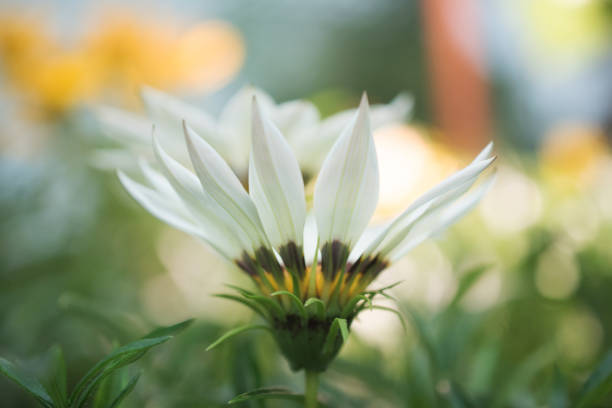 Daisy flowers in the forest