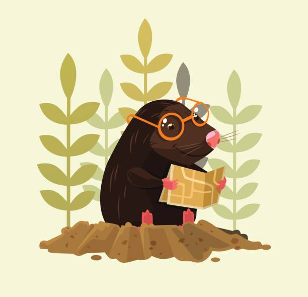 Cute happy smiling mole character sitting and read map Cute happy smiling mole character sitting and read map. Vector flat cartoon illustration dirt hole stock illustrations