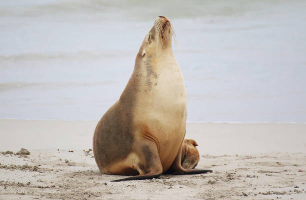 istock Australian sea lion 666661066