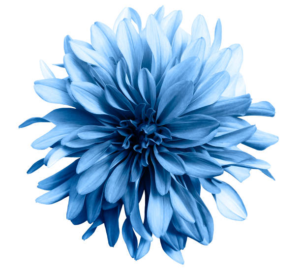 flor azul clara sobre fondo blanco aislada con trazado de recorte. closeup. flor grande de shaggy. para el diseño.  dahlia". n - chrysanthemum fotografías e imágenes de stock