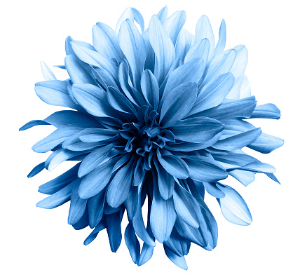 light blue flower on a white  background isolated  with clipping path. Closeup. big shaggy  flower. for design.  Dahlia.