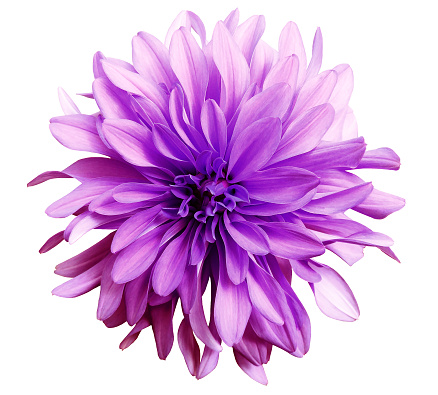 pink flower on a white   background isolated  with clipping path.