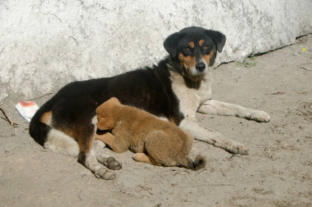 istock Black dog with cute puppy 666664284