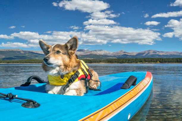 istock stand up paddling with a dog 666671644