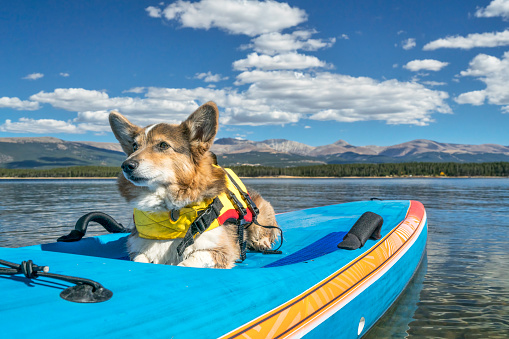 Corgi dog in a life jacket on a stand up paddling board ready for paddling on Turquoise Lake in Colorado