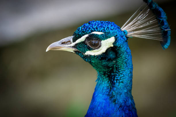 istock Peacock portrait close up 666673040