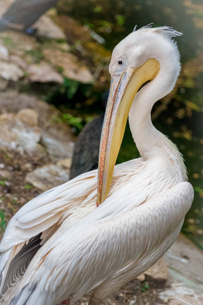 istock White pelican bird at the pond 666673110