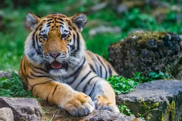 Photo of Young bengal tiger