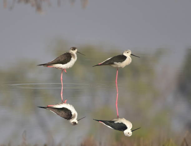 istock Reflection of Black winged Stilt 666675818