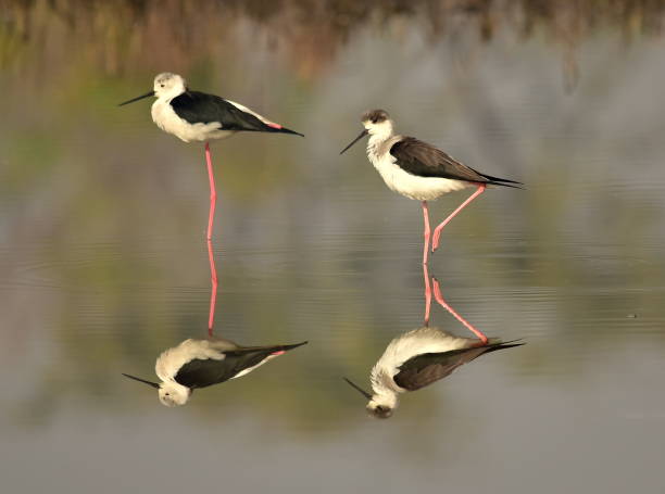 istock Reflection of Black winged Stilt 666675900