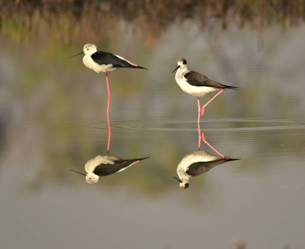 istock Reflection of Black winged Stilt 666675906