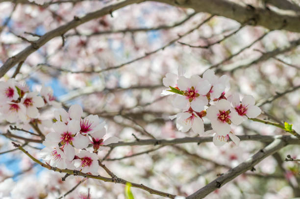 istock Sakura flowers or soft focus cherry blossom on nature background 666678872
