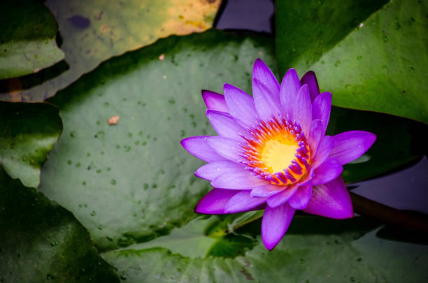 istock Lotus in a pond 666678908