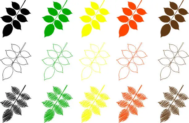 Vector illustration of walnut leaf color set