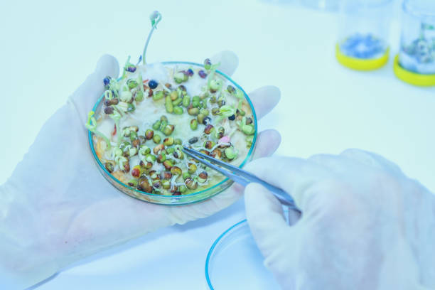 istock Scientist working,scientists working at the laboratory,scientist leaning against the whiteboard in laboratory,scientist background,female scientist looking microscope in laboratory,scientists study. 666681702