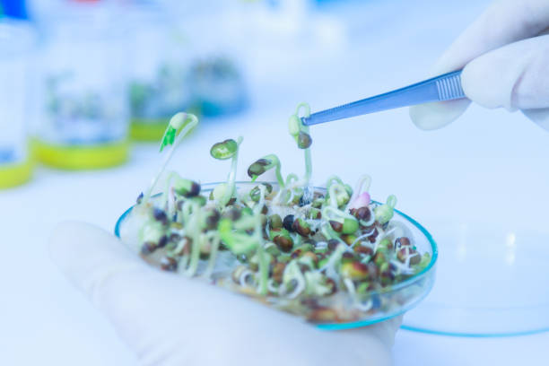 istock Scientist working,scientists working at the laboratory,scientist leaning against the whiteboard in laboratory,scientist background,female scientist looking microscope in laboratory,scientists study. 666681712
