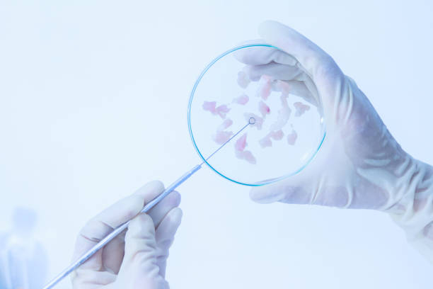 istock The scientist test or science research,science concept,science education,science background ,science experiments and selective focus. 666681728