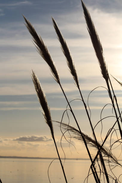 istock Pampas grass besides the Estuary 666682442