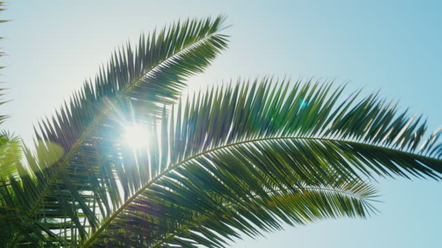 A sunny day in the warm South. The sun's rays make their way through the leaves of the palm tree. Lens flare effect