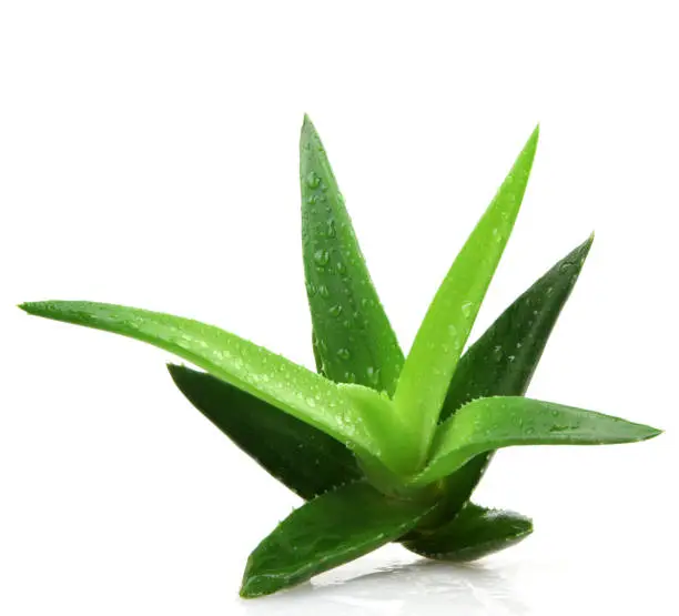 Photo of Aloe vera