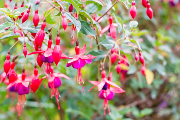 istock Colorful flower in spring time for background 666686640
