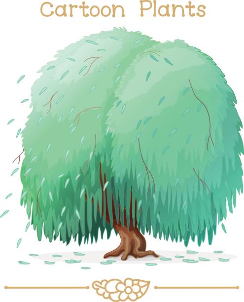 ilustraciones, imágenes clip art, dibujos animados e iconos de stock de de dibujos animados serie de plantae plantas: sauce llorón - willow tree weeping willow tree isolated