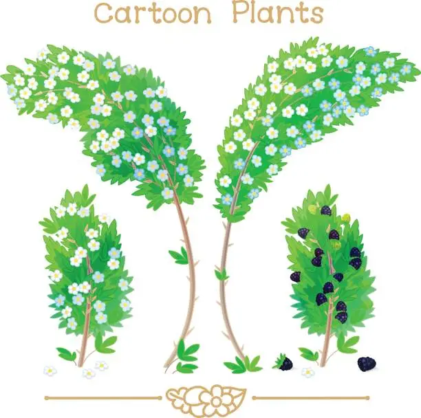 Vector illustration of Plantae series cartoon plants: blooming blackberry