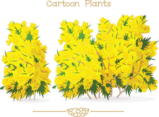 Plantae series cartoon plants: blooming yellow ulex vector illustration collection Cartoon Plants. Spring blooming yellow ulex europaeus, mountain 's gorse, whin. Clipart isolated on transparent background. Hand drawn graphics. Nature design elements furze or gorse ulex europaeus stock illustrations