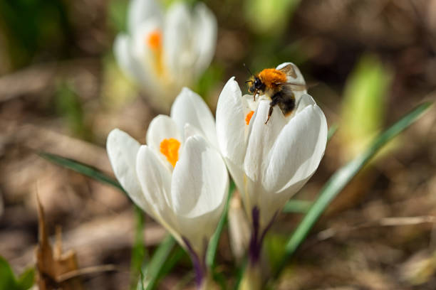 bumblebee on the first spring flowers white snowdrops in the forest illuminated by sunlight