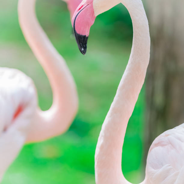 istock Pink flamingo portrait close up 666691822