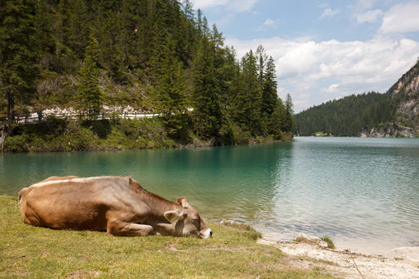 Cow near lake Pragser Wildsee in Italy Alps Cow sleep near lake Pragser Wildsee in Italy Alps sleeping cow stock pictures, royalty-free photos & images