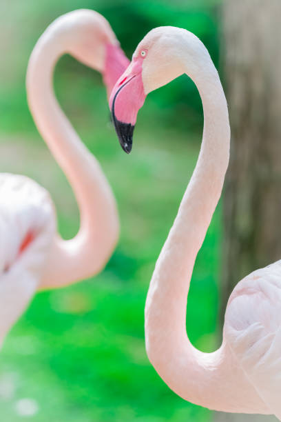 istock Pink flamingo portrait close up 666691880