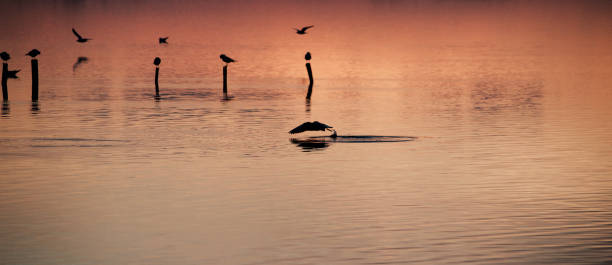 istock Sunset over Italian Lake - Lago Massaciuccoli 666693414