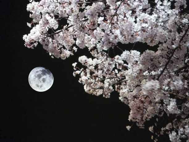 cherry tree in moonlight cherry tree in moonlight 月 stock pictures, royalty-free photos & images