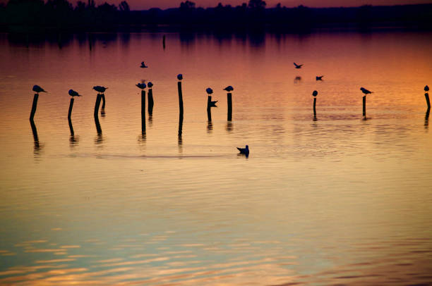 Silhouettes of different seagulls playing in the water, with a beautiful sunset behind them. Beauty in Nature.