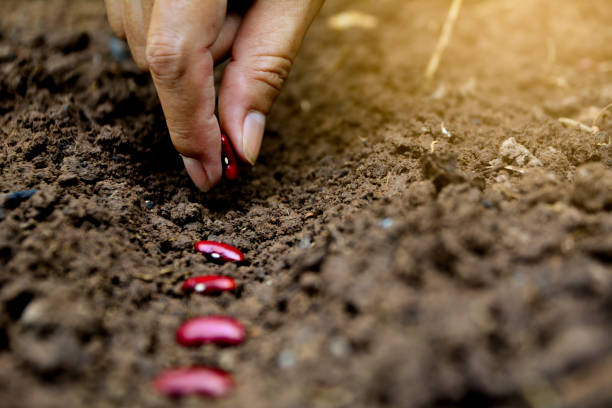 地面に種豆の赤を置くための手 - lotus root 写真 ストックフォトと画像